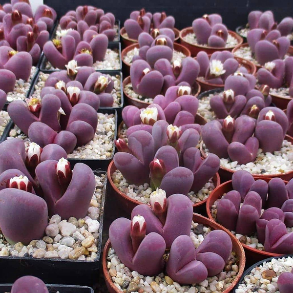 Lithops Optica Rubra