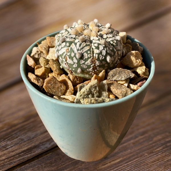 Astrophytum asterias Super Kabuto x V-type hybrid