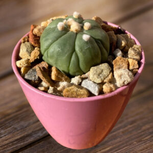 Astrophytum asterias var nudum cv Fukuryu
