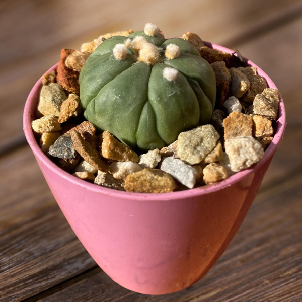 Astrophytum asterias var nudum cv Fukuryu