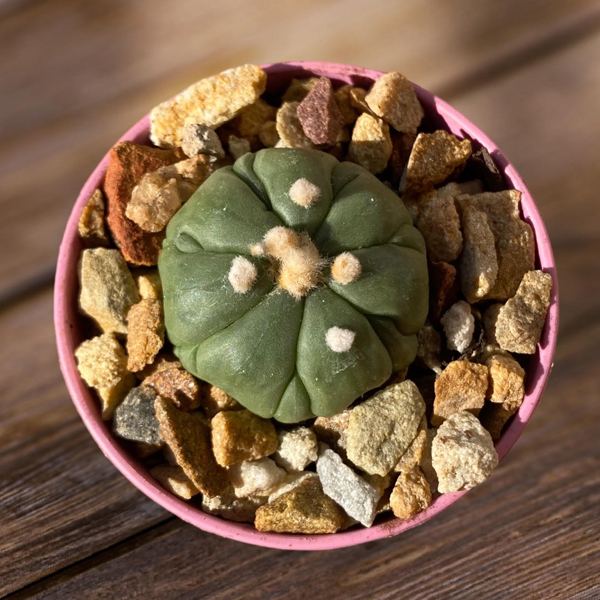 Astrophytum asterias var nudum cv Fukuryu