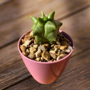 Astrophytum myriostigma cv Kikko