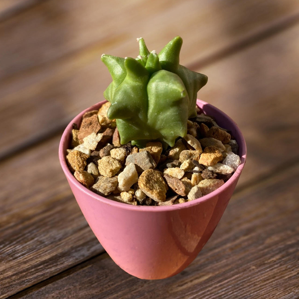 Astrophytum myriostigma cv Kikko