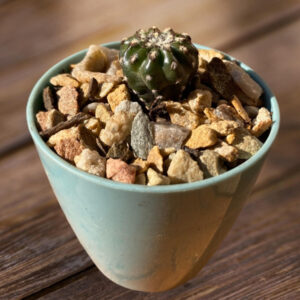 Discocactus horstii