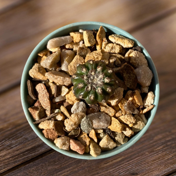 Discocactus horstii