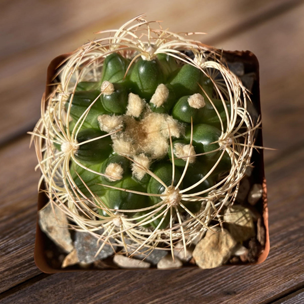 Discocactus hybrid - Image 2