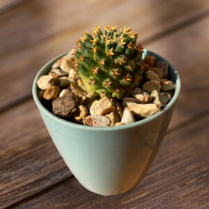 Mammillaria camptotricha cv Bru