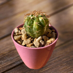 Melocactus curvispinus variegated