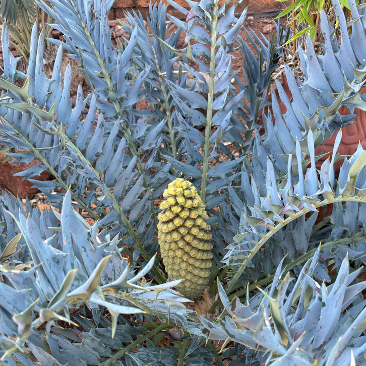 cycad 4