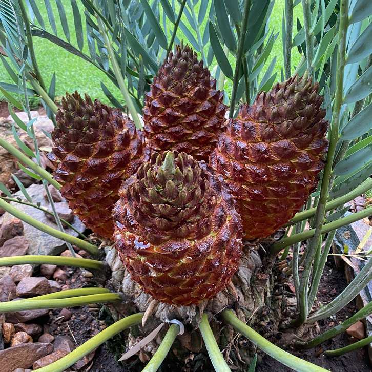 cycad 5