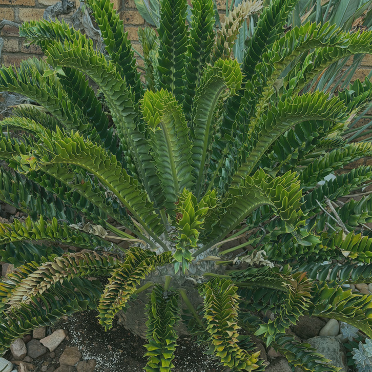 Cycad 1