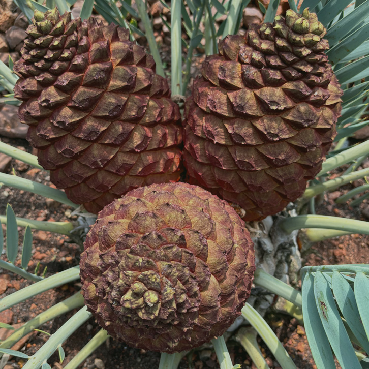 Cycad 3