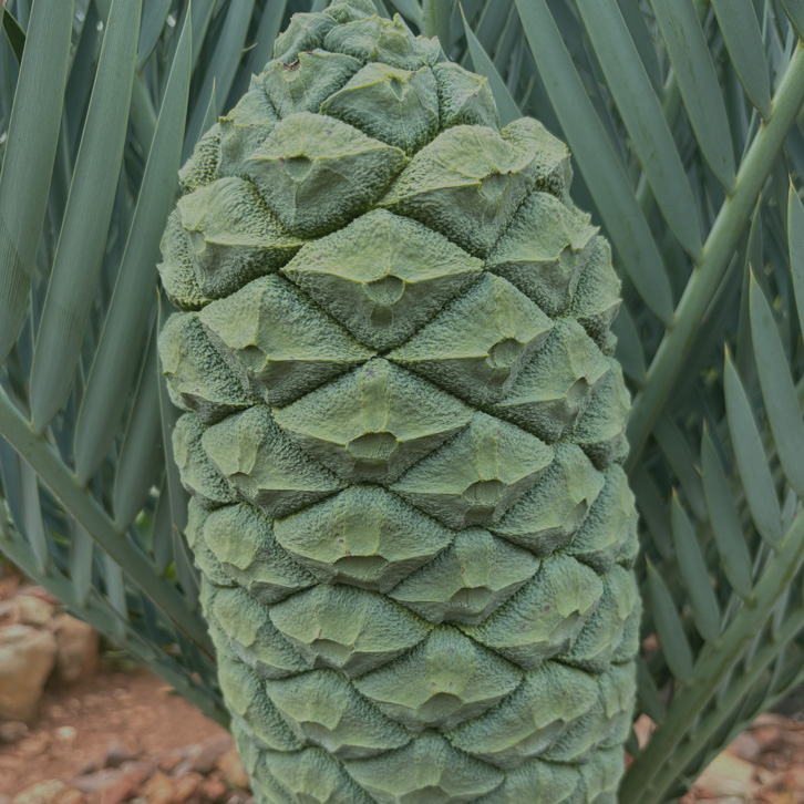 cycad3